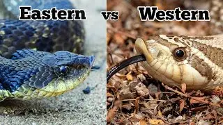 The Differences I've Noticed Between My Eastern vs Western Hognose Snakes
