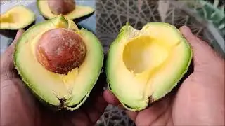 Turn ONE Avocado Pit Into 1000 LBS Of Avocados By Growing An Avocado Tree From Seed
