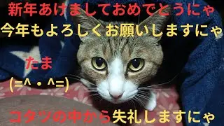 お正月 たま動画総集編 「11歳の青春」(=^・^=)