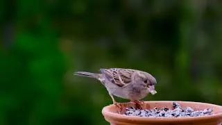 Cute sparrow || Save tree 🌲|| #shorts #how #technofactz