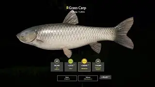 RF4 - Double Trophy Grass Carp - Old Burg spot