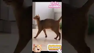 &ldquo;Abyssinian Cats Stealing Hearts! 😻💫 &rdquo; #CuteCats #AbyssinianCat #CatLovers