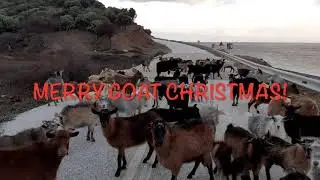 Merry Goat Christmas