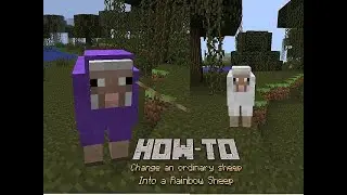 Rainbow sheep