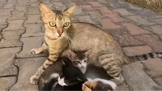 The poor mother cat and her kittens beside her are starving