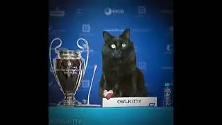 Cat scores a goal 🔥⚽🔥🔥#memes #messi #football #edit #soccer