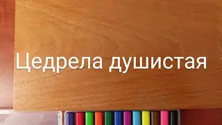 Древесина Цедрела душистая (Цедар) - свойства, цвет и текстура