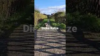 Dicke Katze traut mir nicht 🐈