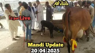 Latest update Gujrat Mandi |لیٹر دودھ دینے والی خوبصورت گاے30 ماشاءاللہ| Gujrat Mandi in Pakistan