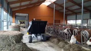 Liegeboxen einstreuen/ Ligboxen instrooien van een mix van gehakseld stro, kalk en water