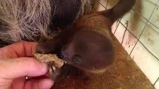 Video of our baby sloth and mom eating their favorite food...primate diet!