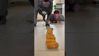CANE CORSO vs MAN 17 MOZZARELLA CURDS CHEESE PULL CHALLENGE! #dogvshuman #funny #pets #animals