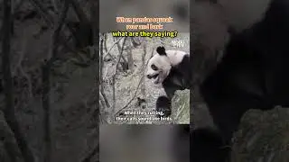 When pandas squeak, roar and bark, what are they saying？