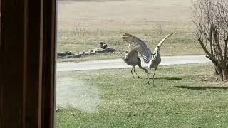 Sand hill Crane's mating ritual ritual in our backyard New Berlin