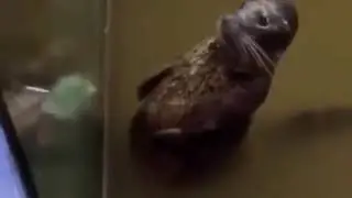 seal slapping his belly