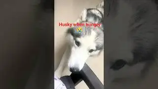 Never Ignore a Hungry Husky 😳 | #husky #lifeisbutadream #pets #shorts