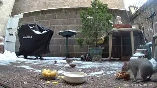 Sparrows eating while squirrel digs for his favorite nut
