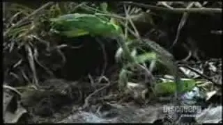 Mantis vs Snake