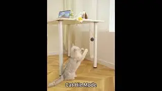 Interactive Cats Toy Automatic Retractable Cat Ball Cat Teaser China  Manufacturer #dogs  #pet #cats