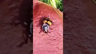 ЧТО  ЗА  ЖУК  ? ? ? #дача