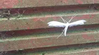 WHAT IS THIS MYSTERIOUS FLYING CREATURE? WHITE PLUME MOTH