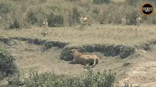 Funny Videos Cute Moment of the animal  | CRAZY ANP