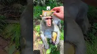 Vita da animali 🐵 EP. 122