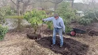 Specimen planting by David Millais