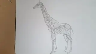 Draw Giraffe 🦒 Anatomy, Part 1
