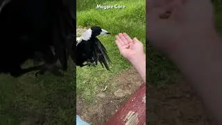 Magpie Core #magpies