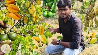 #INDIAN NURSERY all over India courier service available 🚉🚛📱... 8170943500