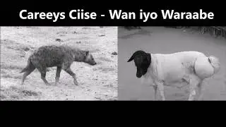 Somali Gabay - Careeys Ciise Kaarshe - Wan iyo Waraabe