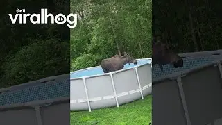 Moose Cools Off In Backyard Pool || ViralHog