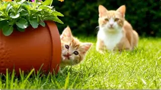 MaMa Cat Family &ndash; Baby Cat Spa Day! | Funny Bath Escape