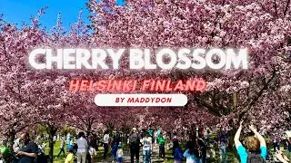 The Best Place to see Cherry Blossom in Helsinki Finland