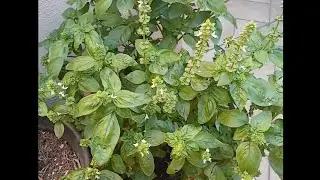 Come essiccare il basilico per l'inverno