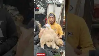 Pet Market Kolkata 😍/lowest price puppy dog/Gallif Street dogs #shorts #viral #dog #dogs #doglover