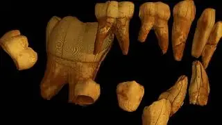 Fossil human tooth growth revealed by synchrotron imaging