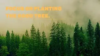 Focus On Planting The Good Tree