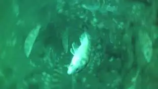 sea bass fishing at the shark river reef a underwater camera view