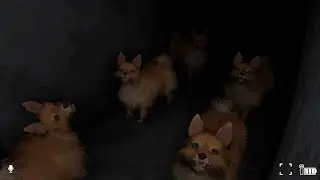 Dog shelter (5 Joeys in the Kidrooms)