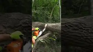 Dangerous Storm Damaged Tree Removal