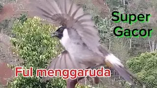 100% ampuh buat masteran dan pancingan agar burung pikat kutilang jadi cepat bunyi dan jadi gacor