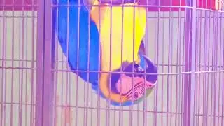 #comedy drama #funnyanimal #funny  reels #parrot  #macaw 8 September 2025🐦🕊🦜🐦🕊🦜🥰