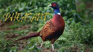 Pheasant Sound Effects | Pheasant call