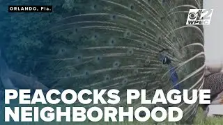 Peacocks plague Florida neighborhood