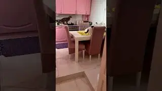 Sabka u ulozi učiteljice #cat #sabka #dzoni