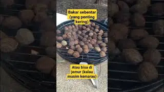 Cara memecahkan cangkang kemiri