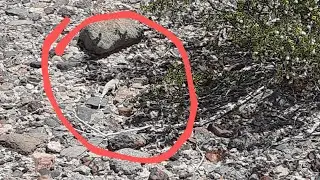 Zebra Tailed Lizard