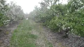 Spraying Apples At Petal Fall